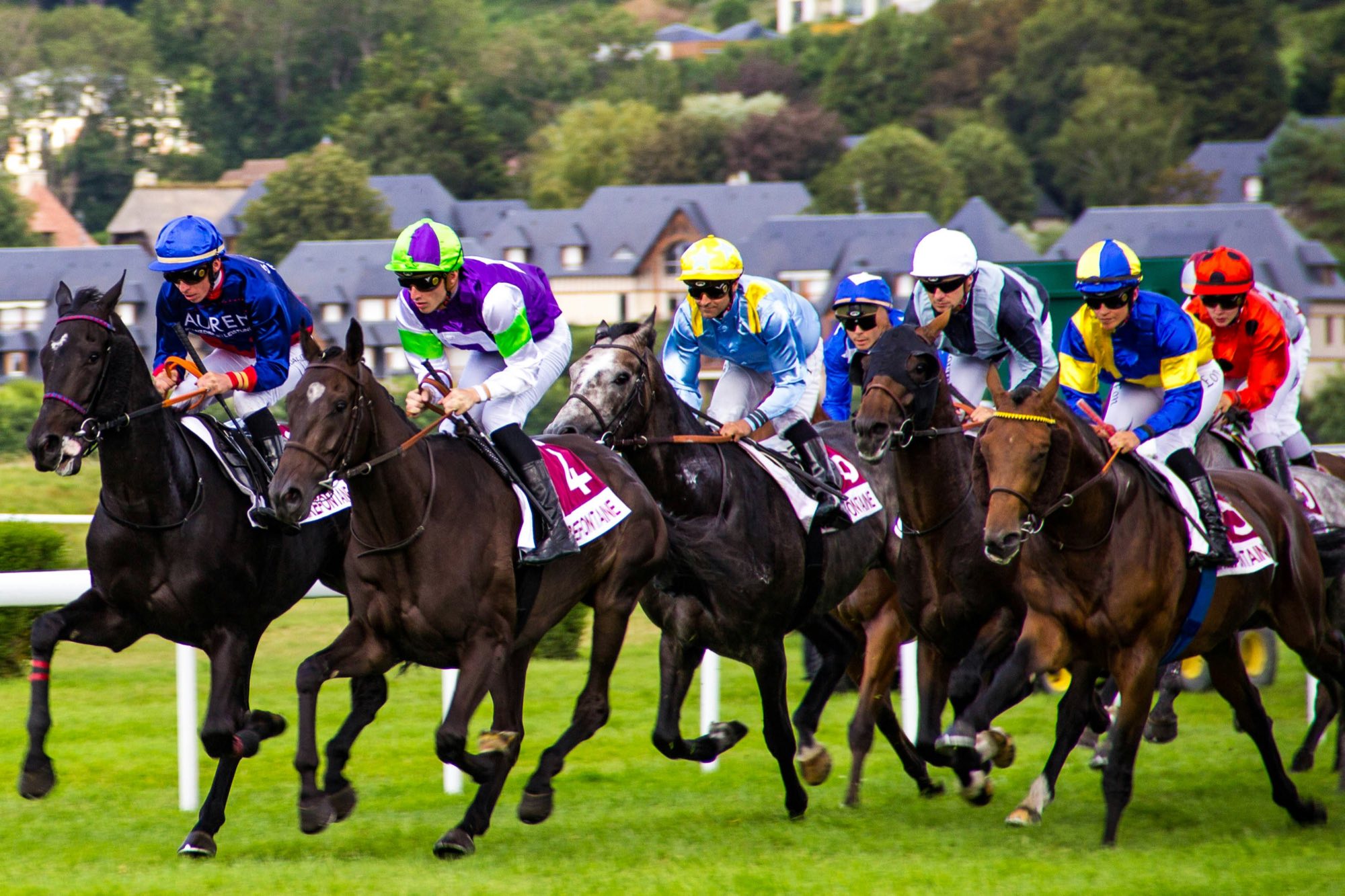 A field of racehorses and jockeys in colourful silks racing at full stretch on the turf